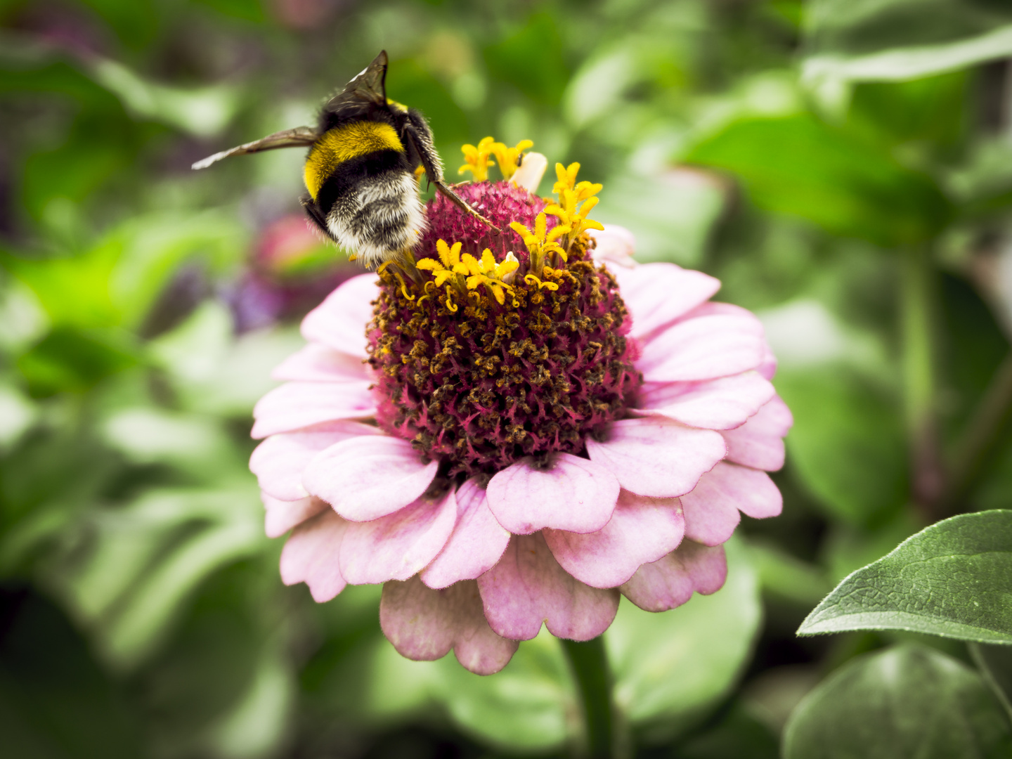 fleißige Hummel 