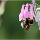 Fleißige Hummel