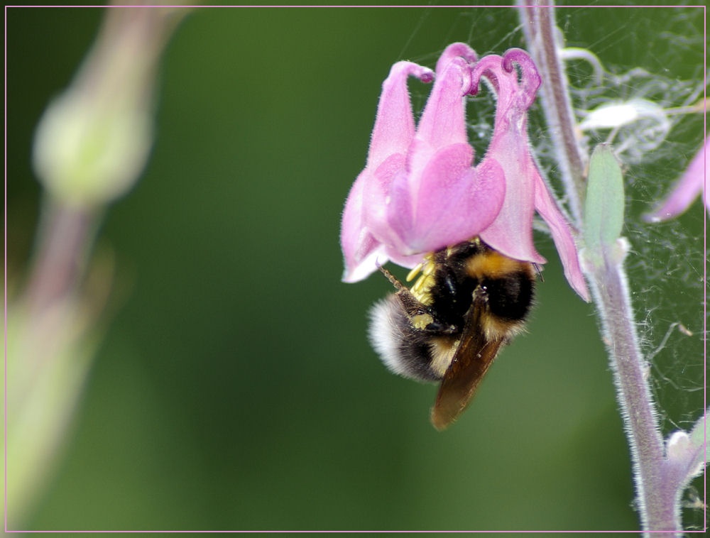 Fleißige Hummel