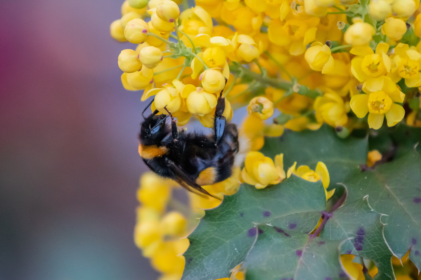 Fleißige Hummel