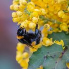 Fleißige Hummel