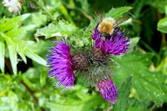 fleißige Hummel