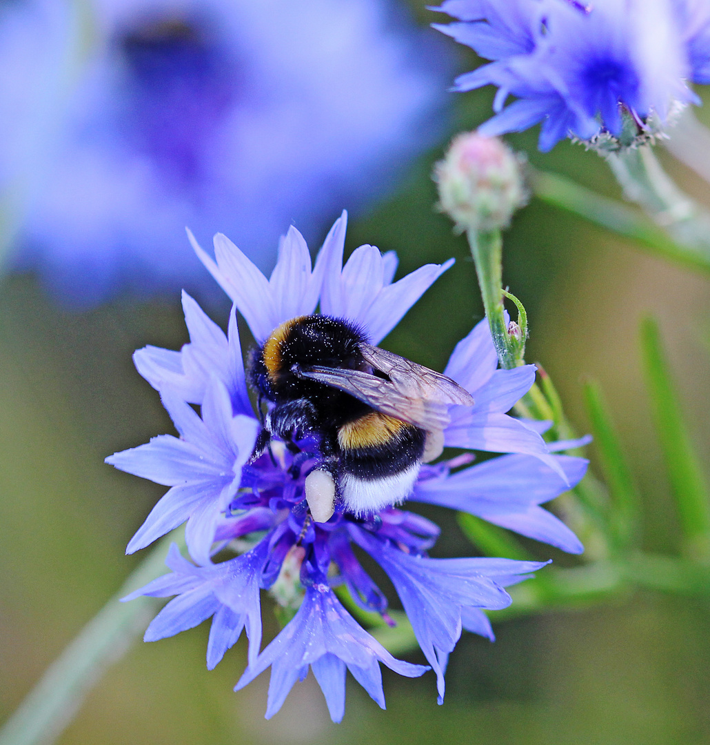 Fleißige Hummel