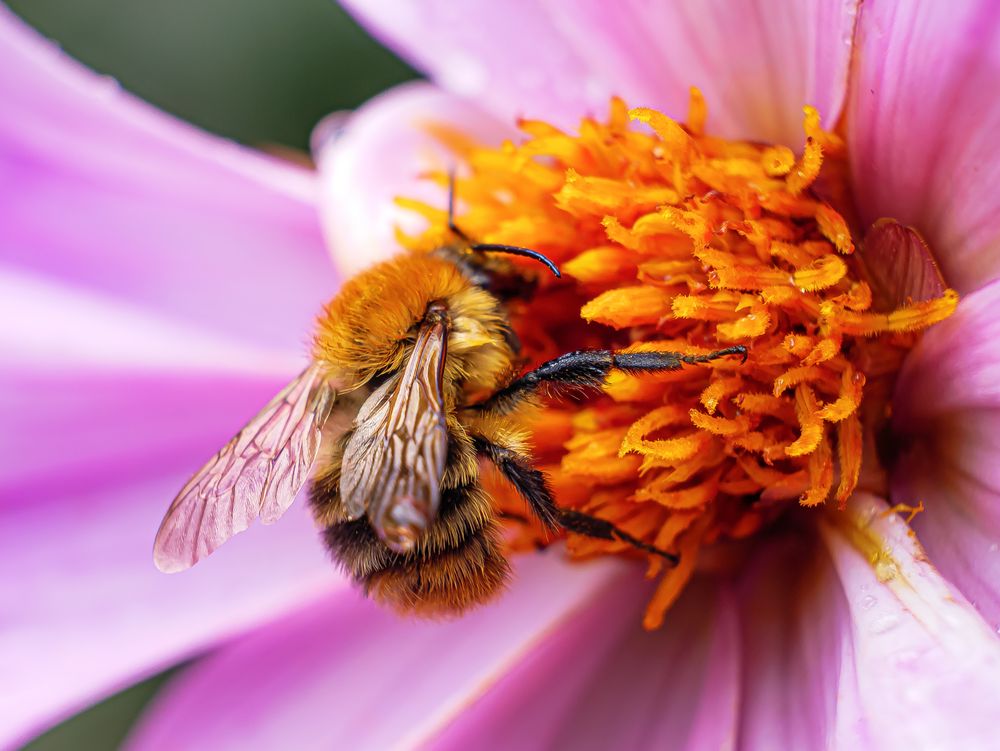 Fleißige Hummel...