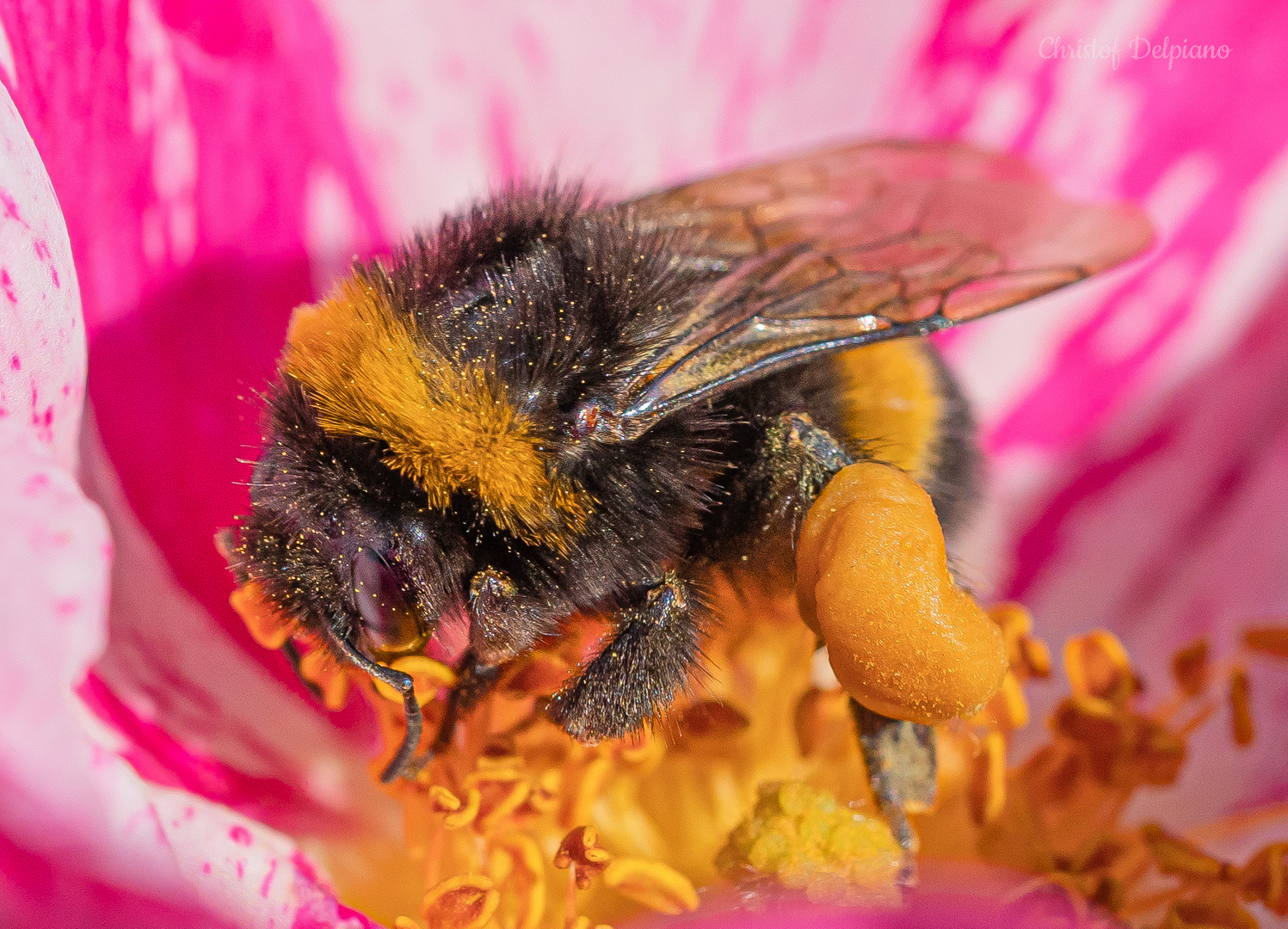 fleißige Hummel