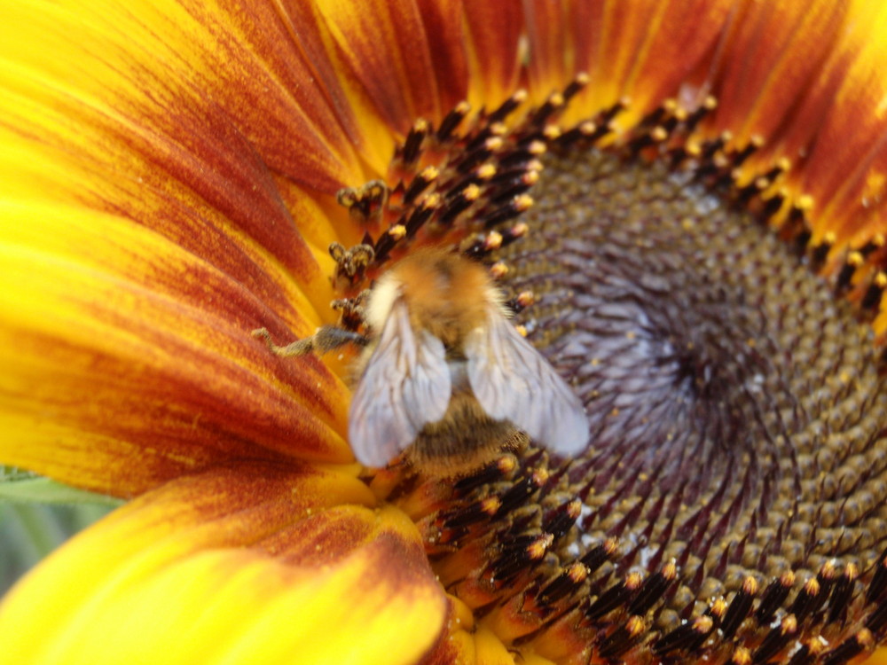 fleißige Hummel