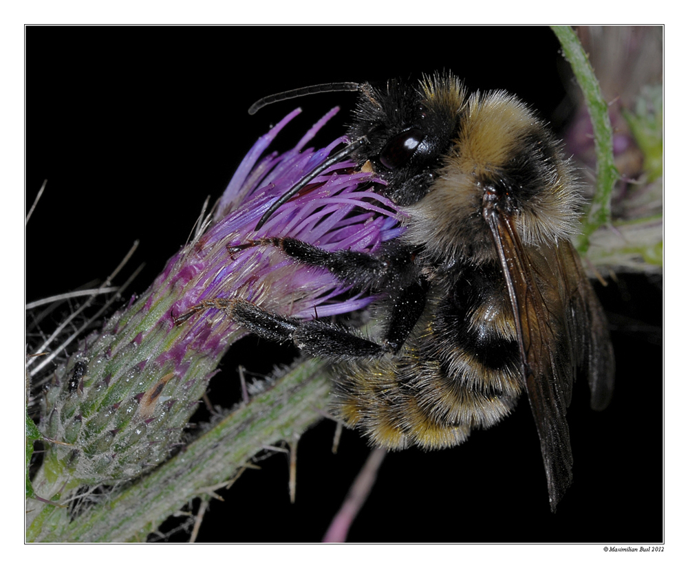 Fleißige Hummel