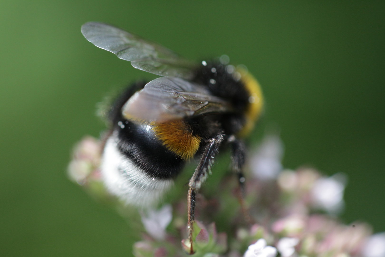 Fleissige Hummel