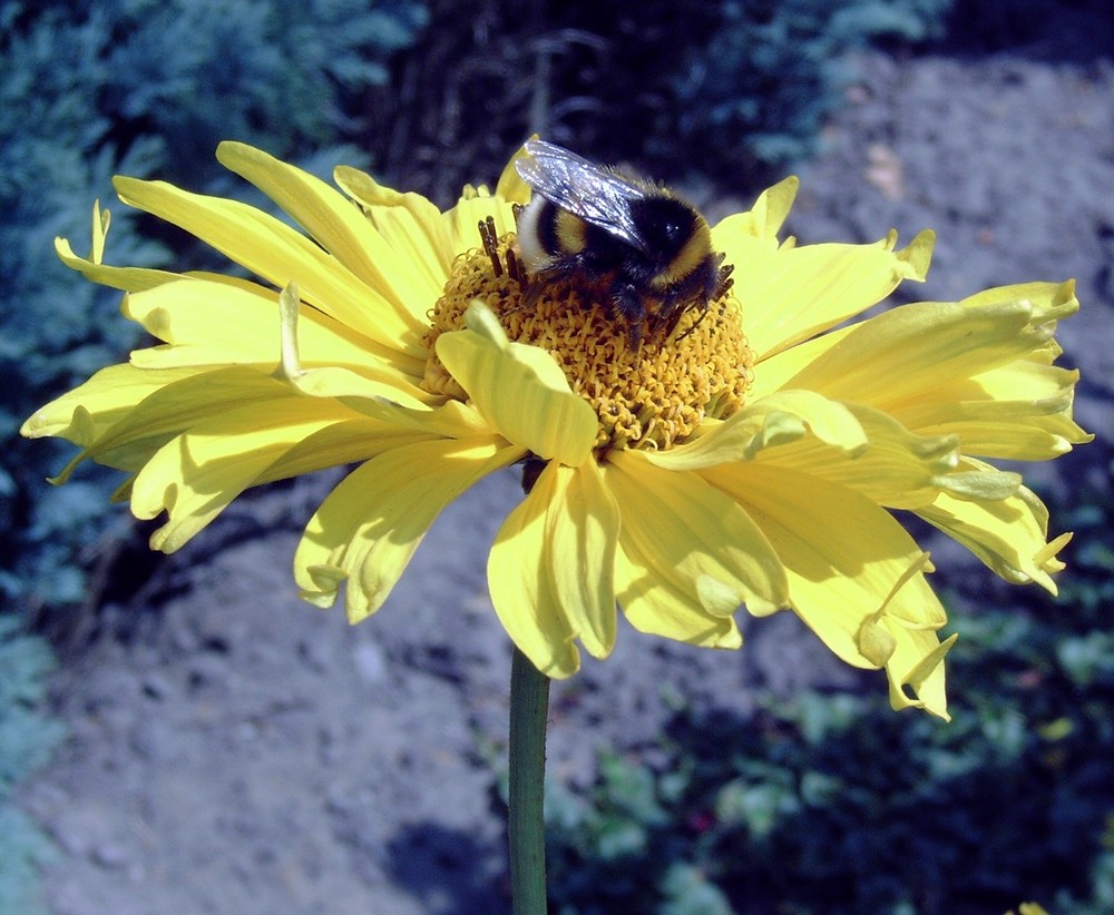 - fleißige Hummel-