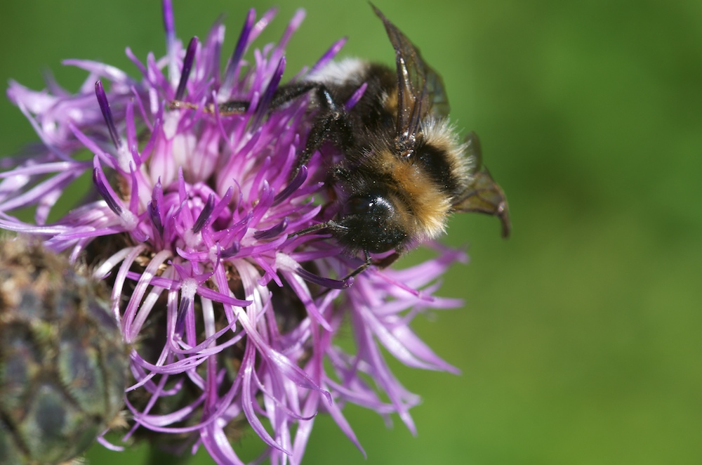 Fleissige Hummel