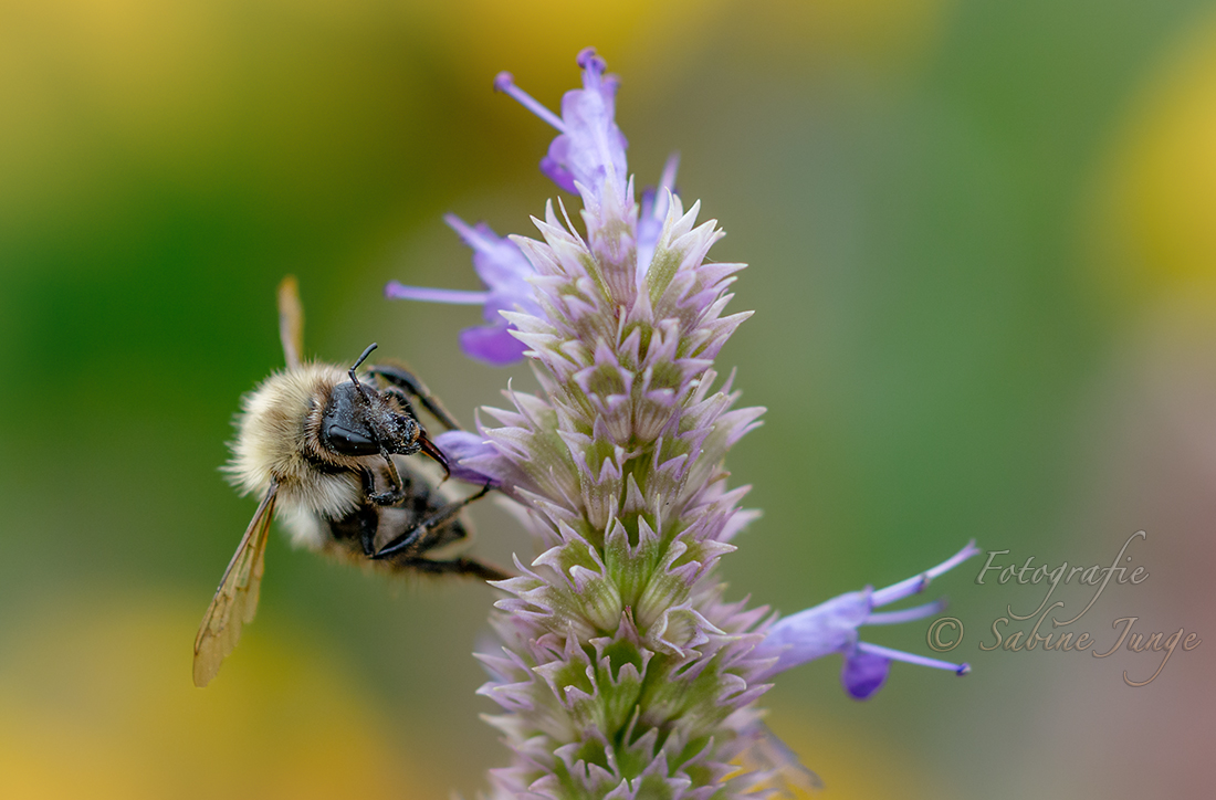 Fleißige Hummel