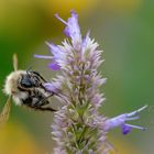 Fleißige Hummel