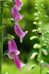 fleißige Hummel im Anflug auf das Plümchen