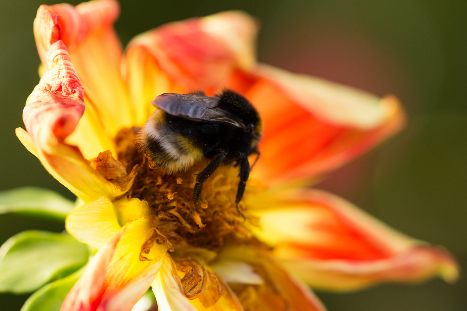 Fleißige Hummel im Herbst