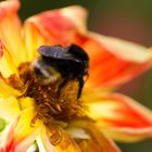 Fleißige Hummel im Herbst