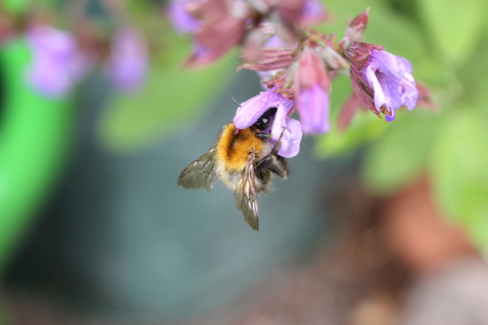 Fleißige Hummel im Salbei