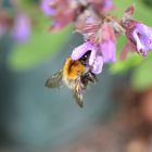 Fleißige Hummel im Salbei