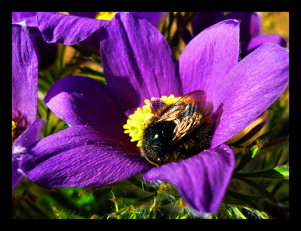 Fleißige Hummel in der Kuhschelle