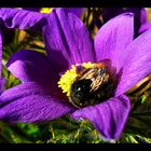 Fleißige Hummel in der Kuhschelle