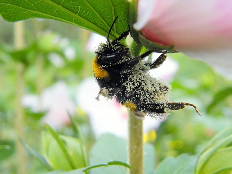 Fleissige Hummel mit Staub