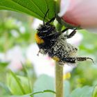 Fleissige Hummel mit Staub