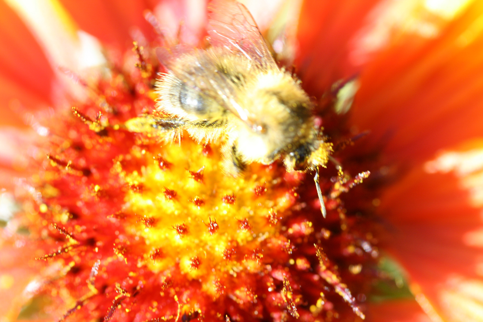 fleißige Hummel - Sehnsucht nach Sommer