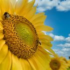 Fleissige Hummel und Biene auf einer Sonnenblume