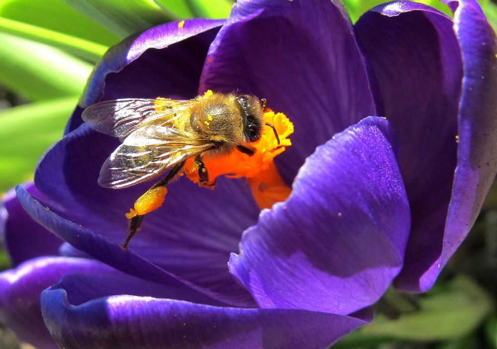 Fleißige Imme , Foto & Bild tiere, wildlife, natur Bilder auf