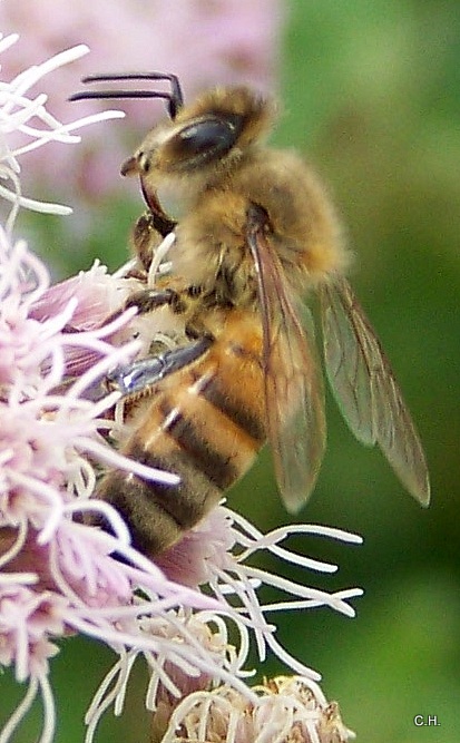 Fleißige Insekten 1