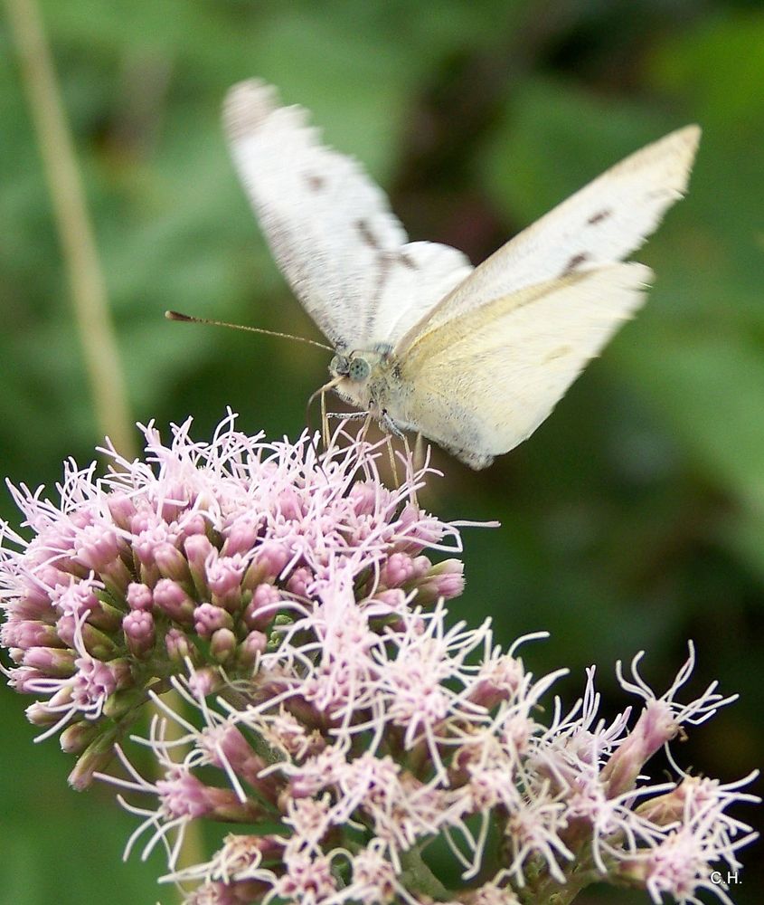 Fleißige Insekten 2