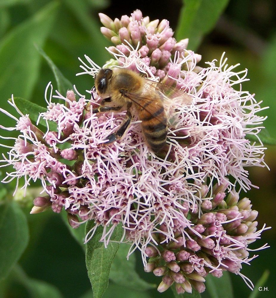 Fleißige Insekten