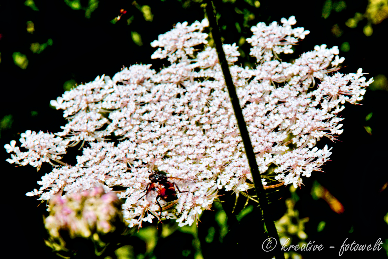 Fleißige Insekten