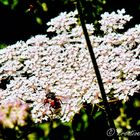 Fleißige Insekten