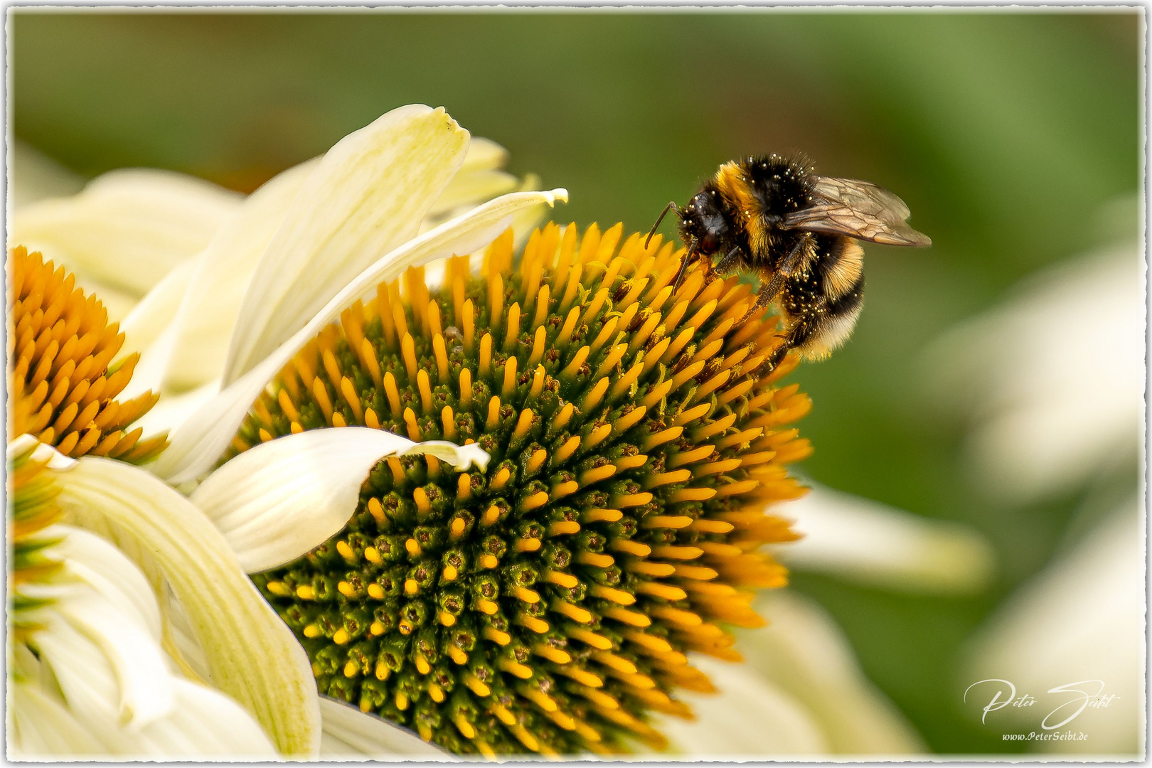 Fleißige Insekten