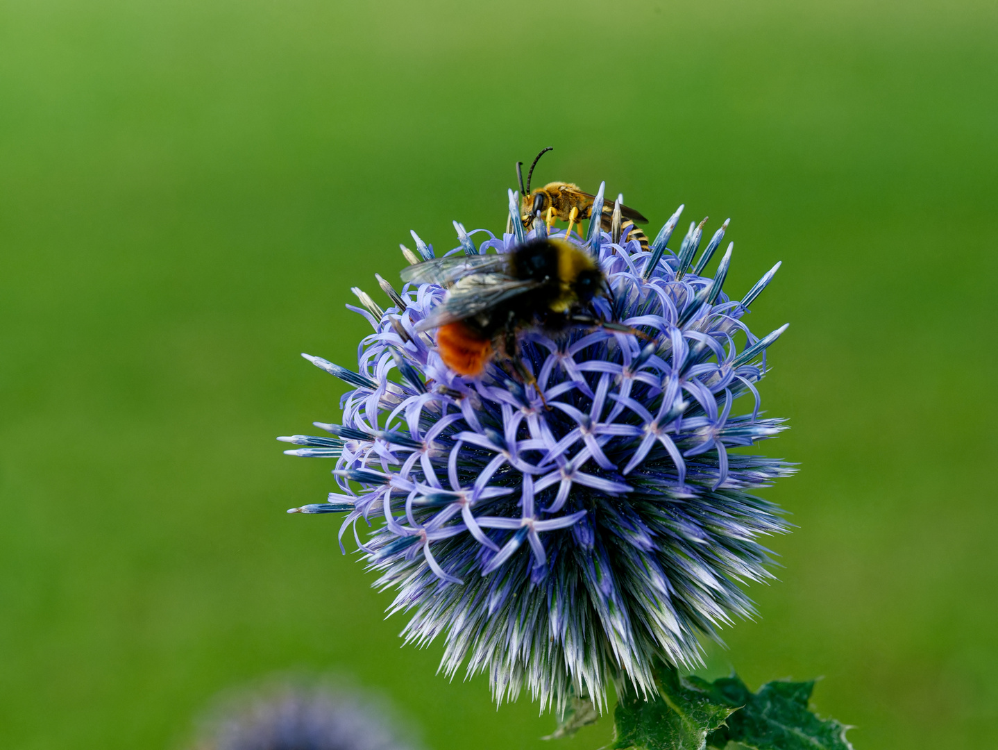 Fleißige Insekten