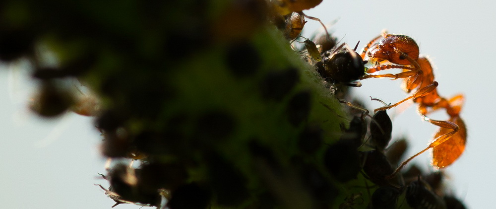 Fleissige kleine Ameisen bei der Bearbeitung von Läusen