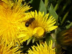 Fleißige Langhornbiene auf Löwenzahn