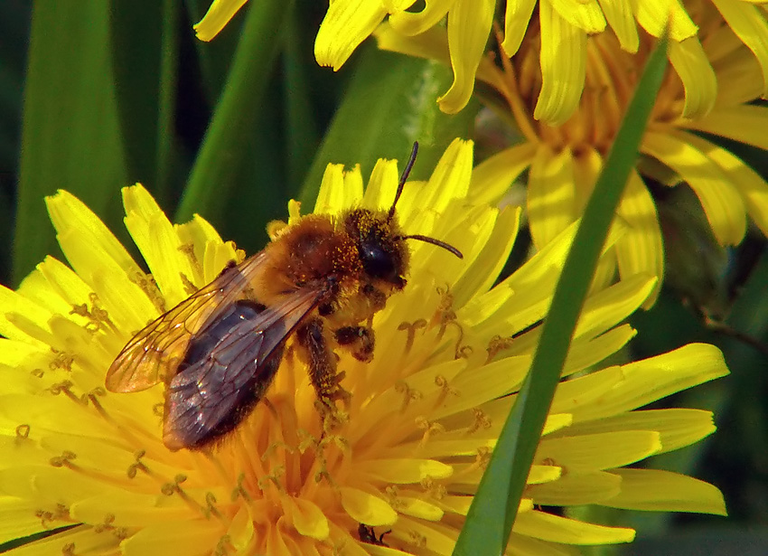Fleißige Pollensammlerin
