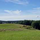 Fleißige Rasenmäher im Ländle unterwegs...