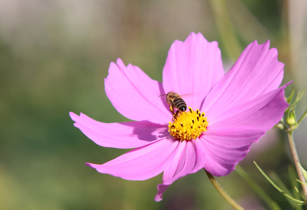 fleissige Sammelbiene