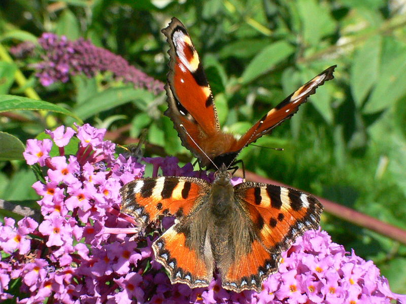 Fleissige Schmetterlinge