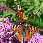 Fleissige Schmetterlinge