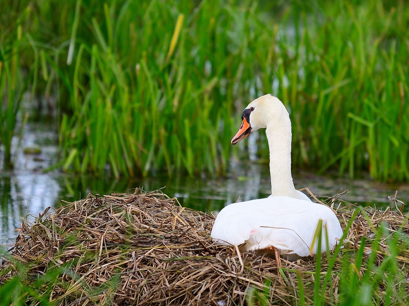 Fleißige Schwanenmama, hardworking swan mom,  madre de cisne trabajadora