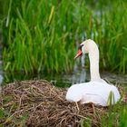 Fleißige Schwanenmama, hardworking swan mom,  madre de cisne trabajadora