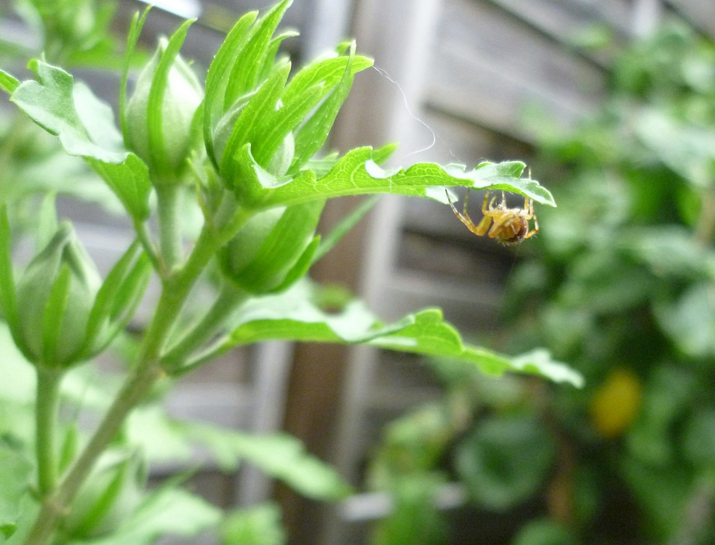 .....fleißige Spinne !