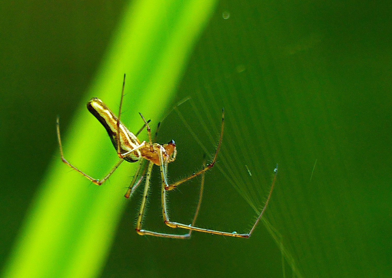 Fleißige Spinne am Teich Foto & Bild tiere, wildlife, spinnen Bilder