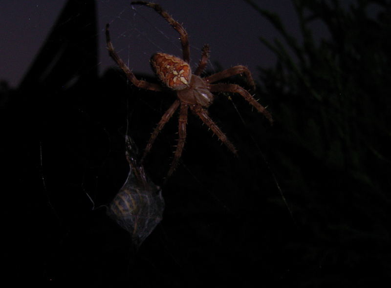 fleissige Spinne - auch am Abend