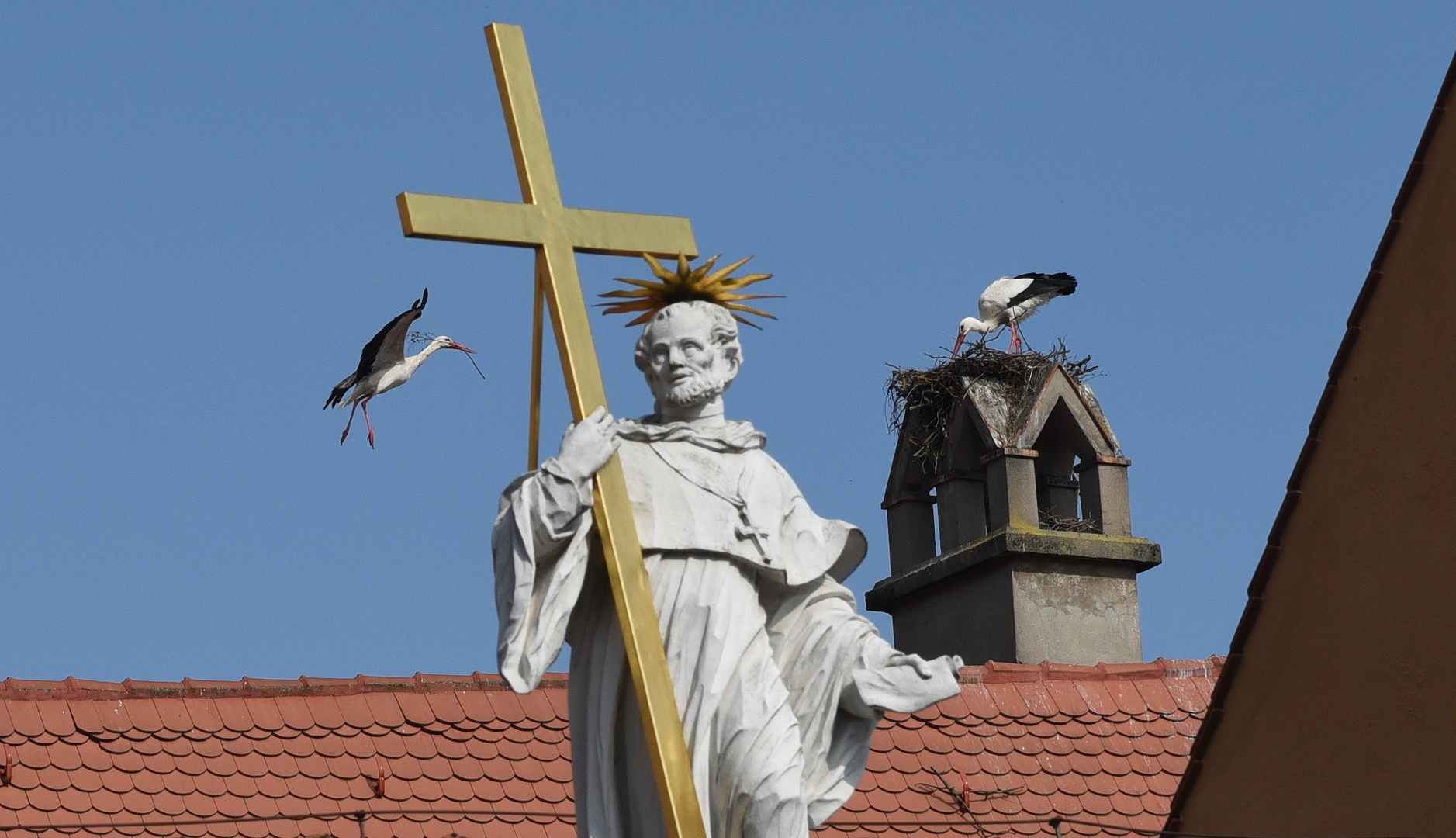 Fleißige Störche beim Nestbau in der Altstadt von Bamberg