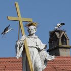 Fleißige Störche beim Nestbau in der Altstadt von Bamberg