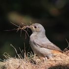 fleissige Vögel